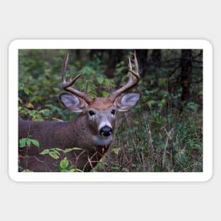 Big Sleepy Buck - White-tailed deer Sticker